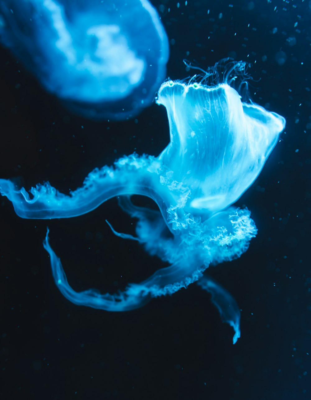 a close up of a jellyfish in the water