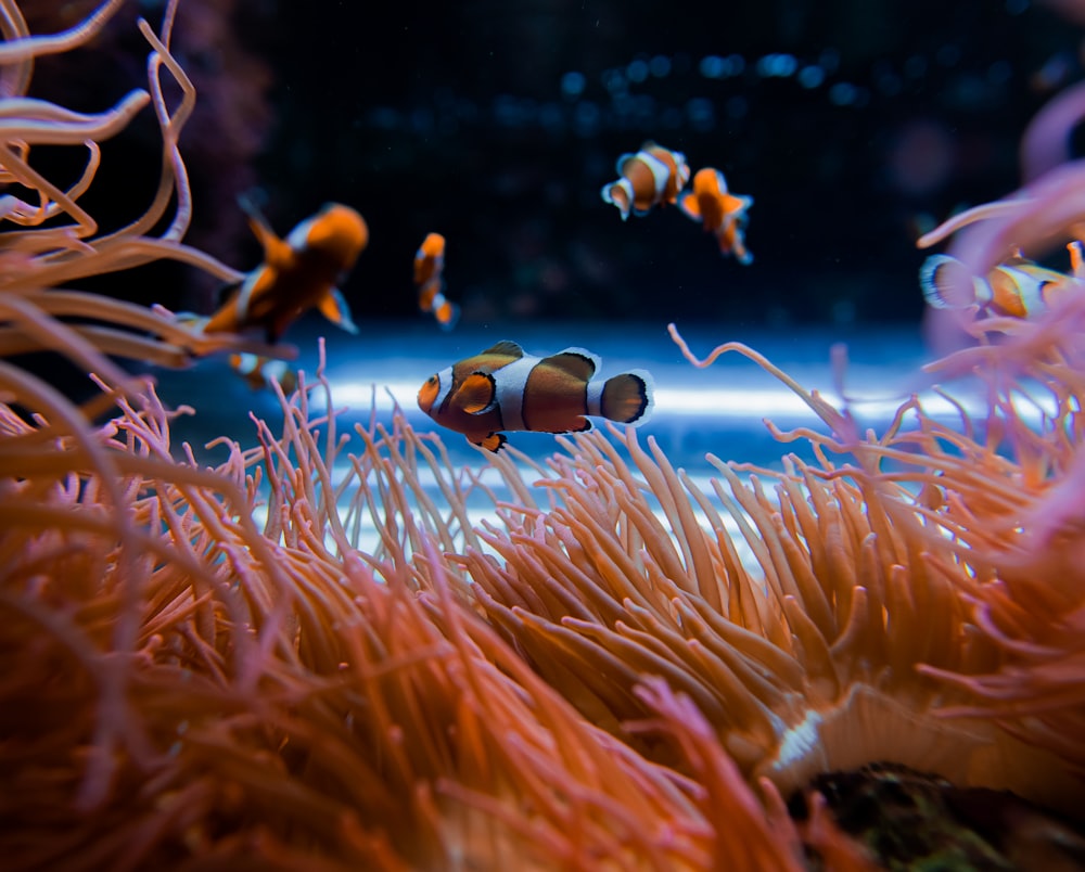 a group of clown fish swimming in an aquarium