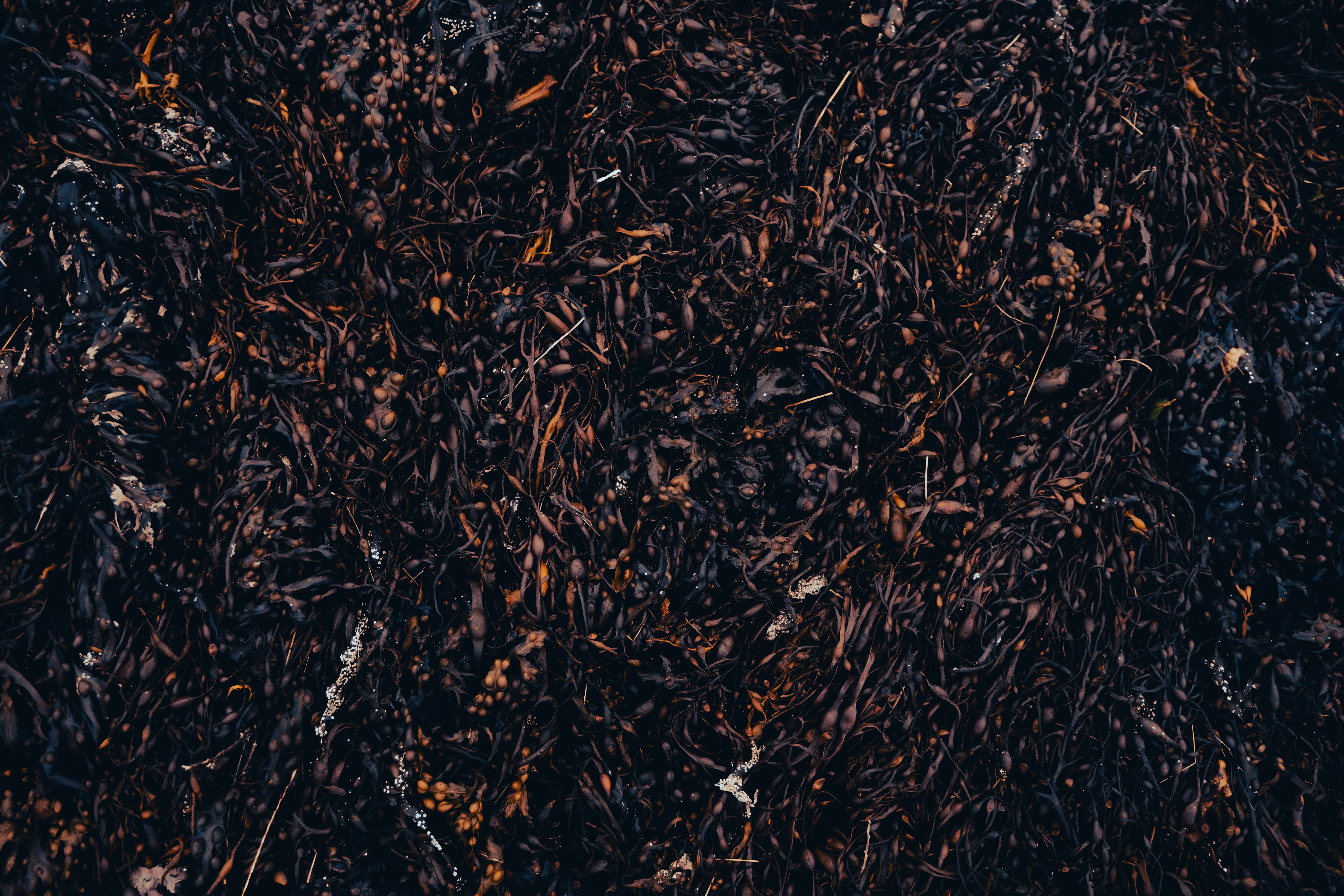 Natural Sea Moss Gel