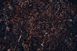 A dense mass of dark seaweed covers the surface, with various shades of brown and black. The seaweed appears to be wet and tangled, with small pockets of air bubbles or bladders visible. Tiny bits of white debris are scattered throughout the seaweed, adding contrast.