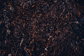 A dense mass of dark seaweed covers the surface, with various shades of brown and black. The seaweed appears to be wet and tangled, with small pockets of air bubbles or bladders visible. Tiny bits of white debris are scattered throughout the seaweed, adding contrast.