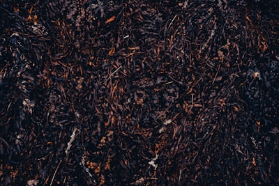 A dense mass of dark seaweed covers the surface, with various shades of brown and black. The seaweed appears to be wet and tangled, with small pockets of air bubbles or bladders visible. Tiny bits of white debris are scattered throughout the seaweed, adding contrast.