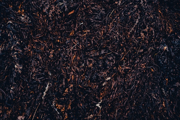 A dense mass of dark seaweed covers the surface, with various shades of brown and black. The seaweed appears to be wet and tangled, with small pockets of air bubbles or bladders visible. Tiny bits of white debris are scattered throughout the seaweed, adding contrast.