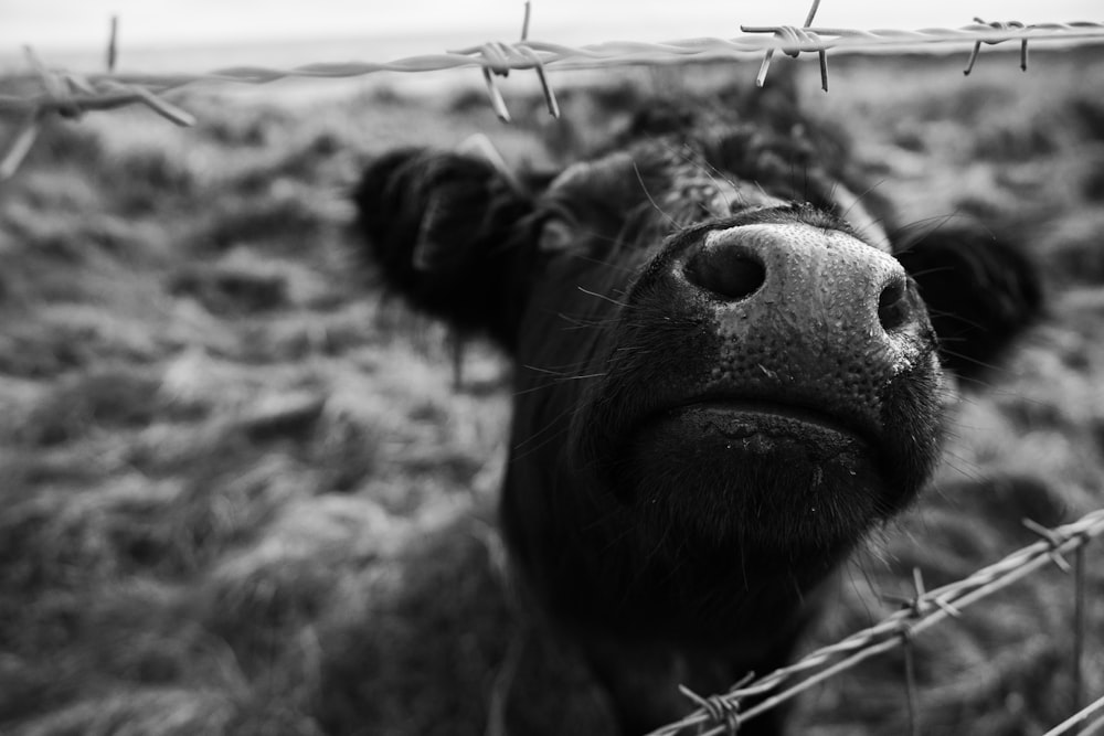 a black and white photo of a cow behind a barbed wire fence