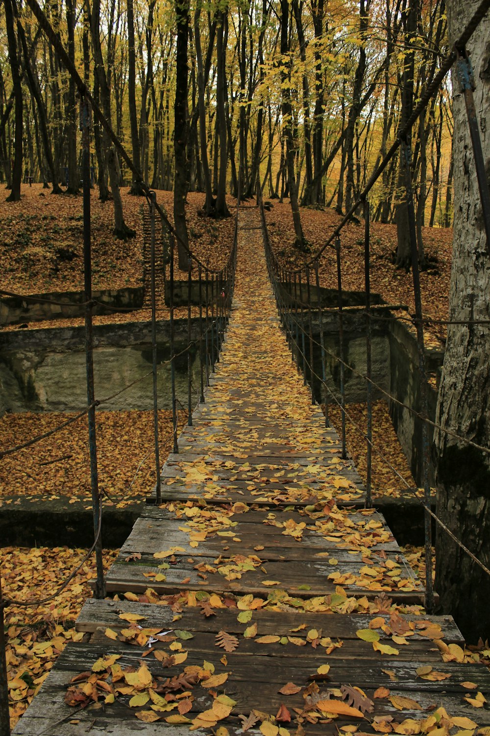 a wooden walkway in a forest with lots of leaves on the ground