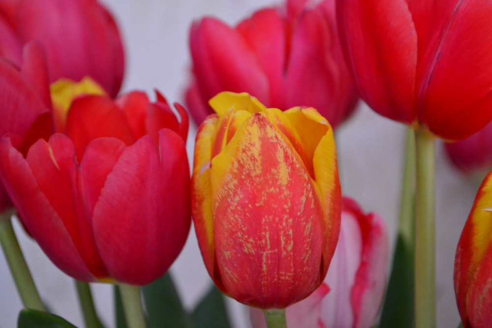 a bunch of red and yellow tulips in a vase