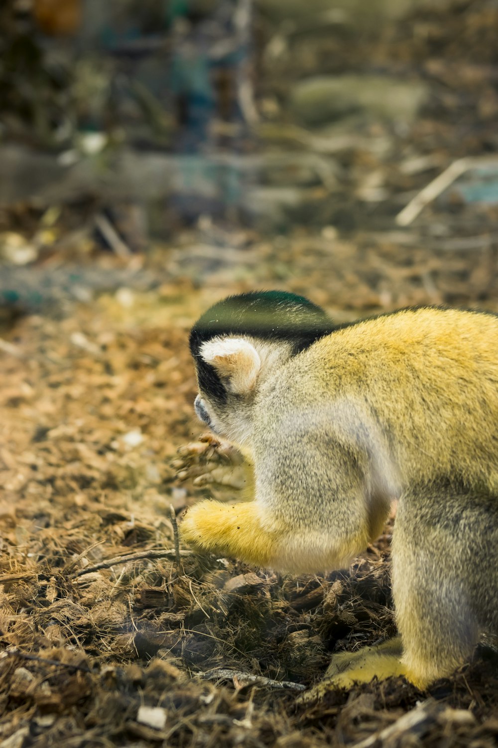 a small monkey with a green hat on its head