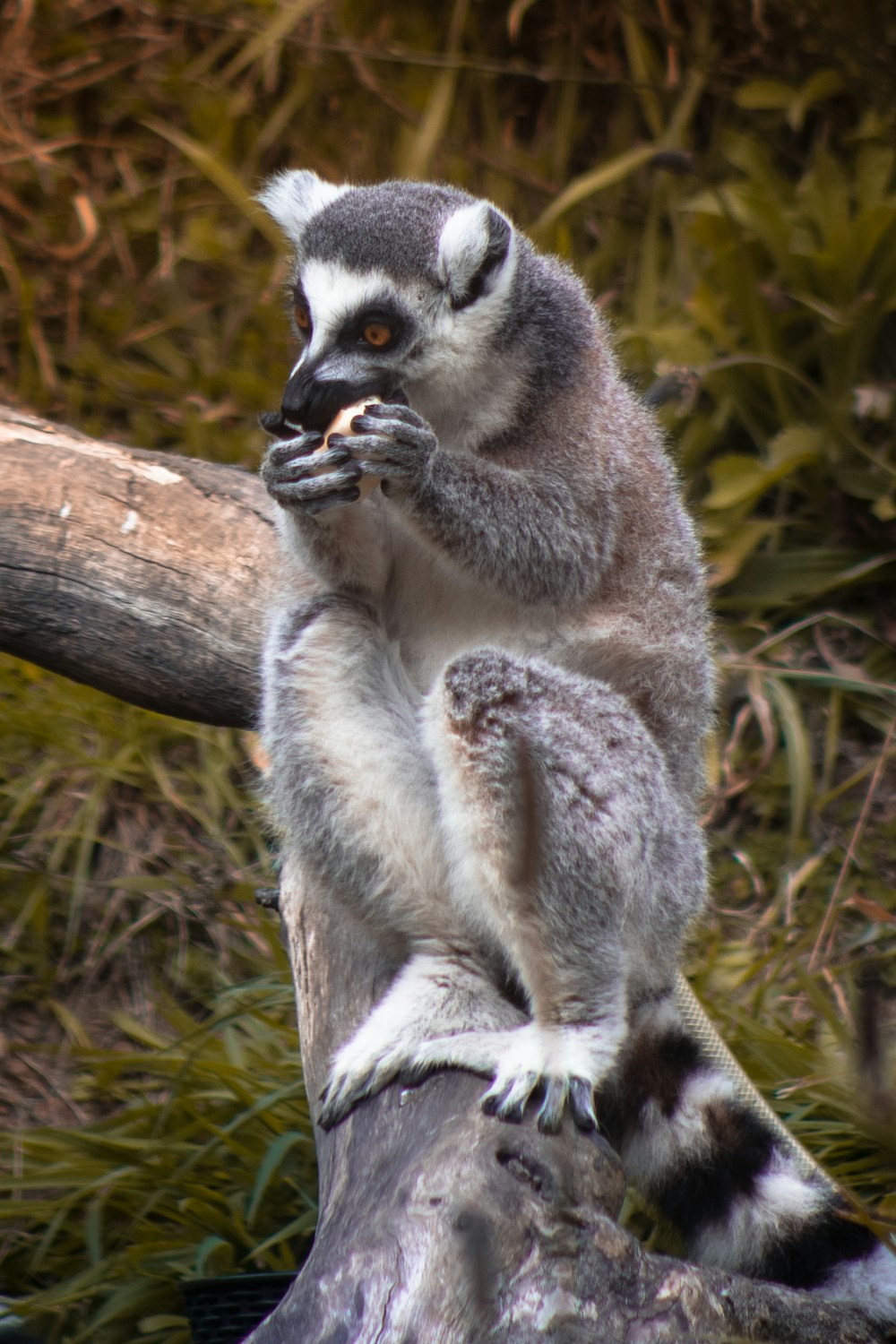 a small animal sitting on top of a tree branch