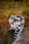 A group of lemurs is perched on a fallen tree trunk amidst dense foliage. The lemurs are huddled closely together and seem to be eating, with one holding a piece of fruit. The environment is naturally green and brown, suggestive of a forest floor.
