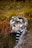 A group of lemurs is perched on a fallen tree trunk amidst dense foliage. The lemurs are huddled closely together and seem to be eating, with one holding a piece of fruit. The environment is naturally green and brown, suggestive of a forest floor.