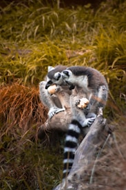 A group of lemurs is perched on a fallen tree trunk amidst dense foliage. The lemurs are huddled closely together and seem to be eating, with one holding a piece of fruit. The environment is naturally green and brown, suggestive of a forest floor.