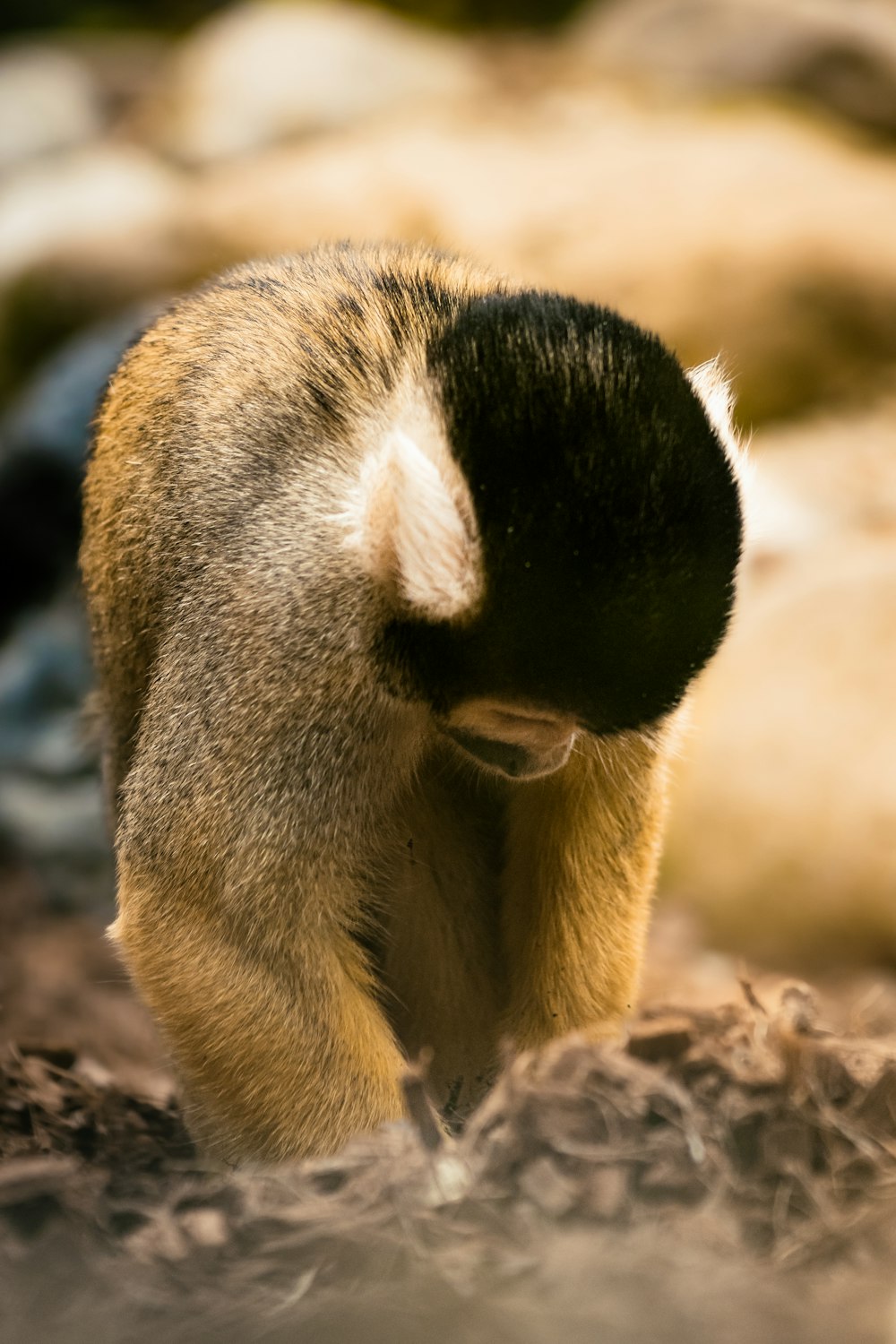 a close up of a small animal on a dirt ground