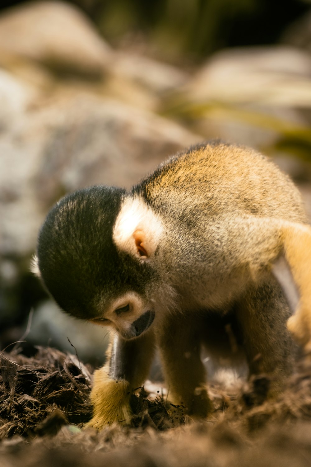 a small animal walking on top of a dirt field