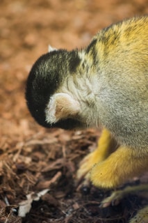 A small monkey with yellow and black fur is bent over on a forest floor covered with brown leaves, engaging in picking or foraging activity.