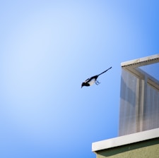 A bird is in mid-flight against a clear blue sky, near the corner of a building with a mesh screen structure.