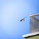 A bird is in mid-flight against a clear blue sky, near the corner of a building with a mesh screen structure.