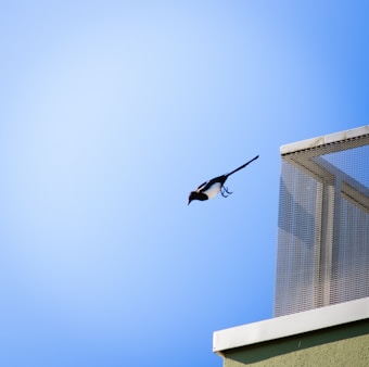 A bird is in mid-flight against a clear blue sky, near the corner of a building with a mesh screen structure.