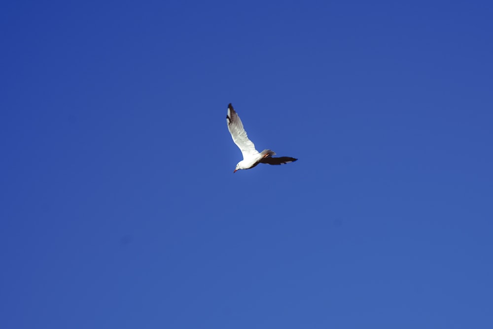 a seagull flying in a clear blue sky