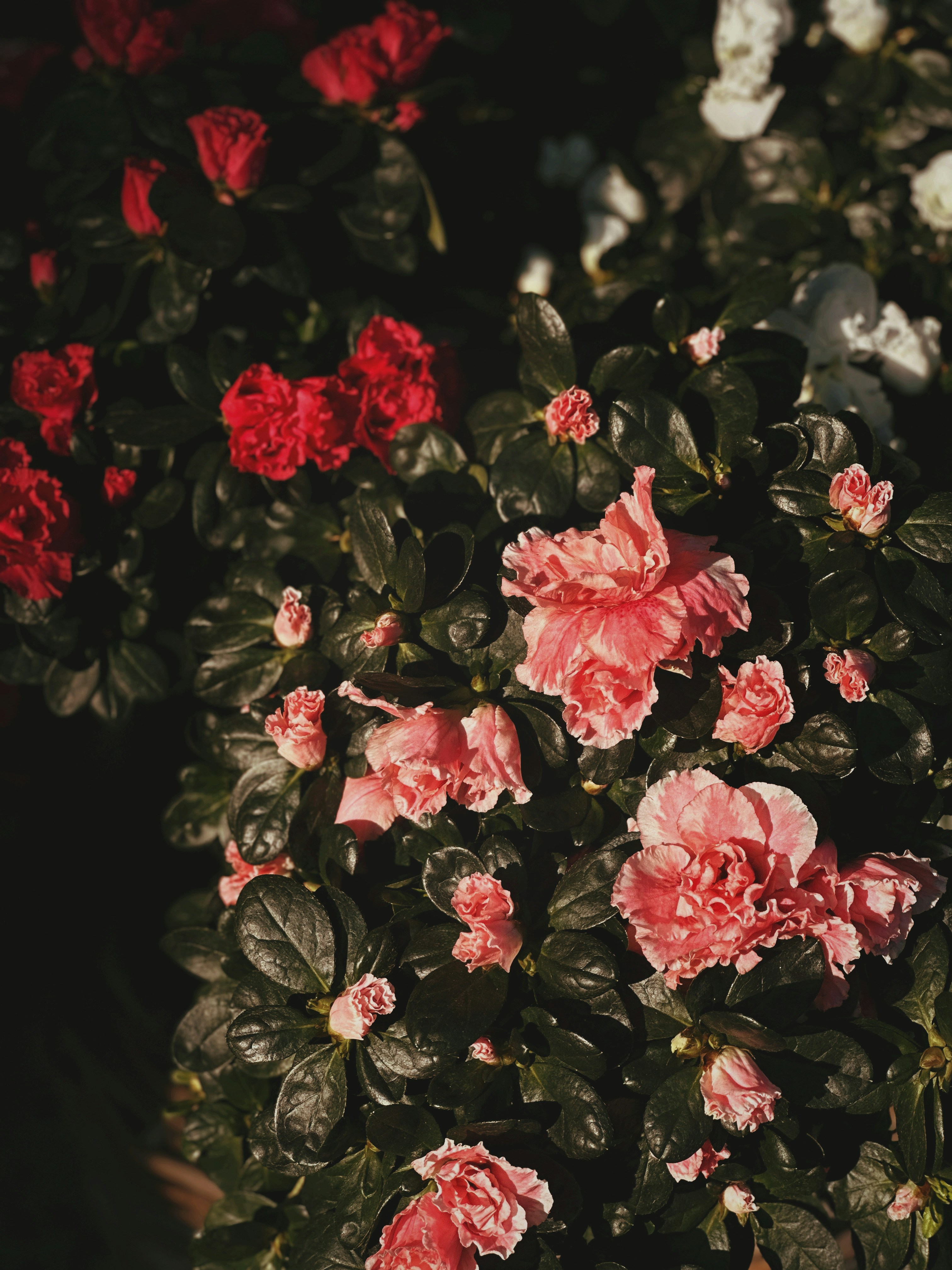 Photo by alexandraleru