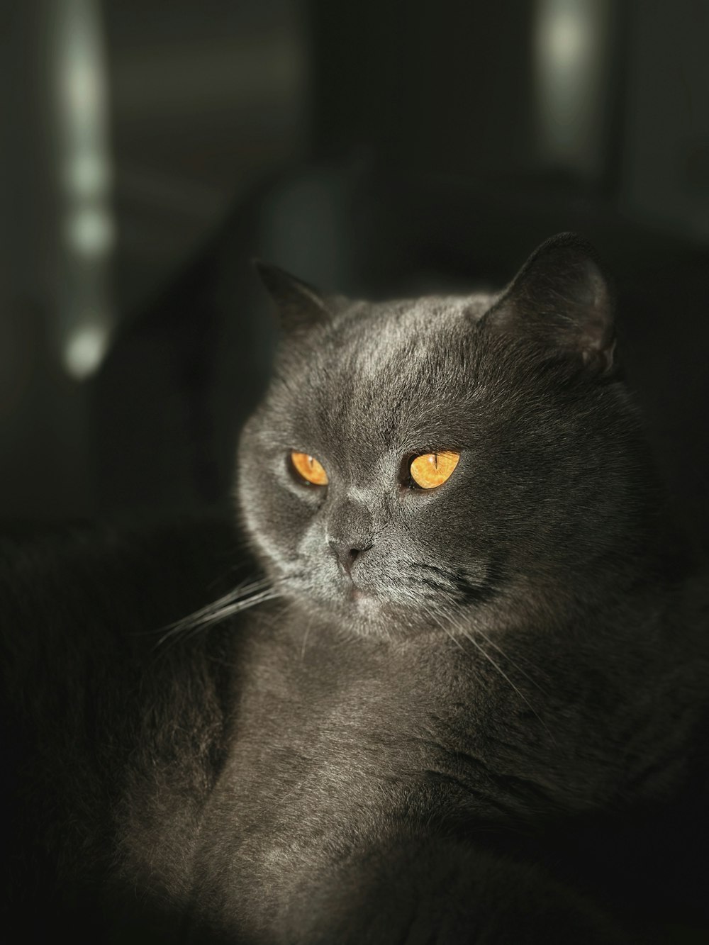a gray cat with yellow eyes laying down