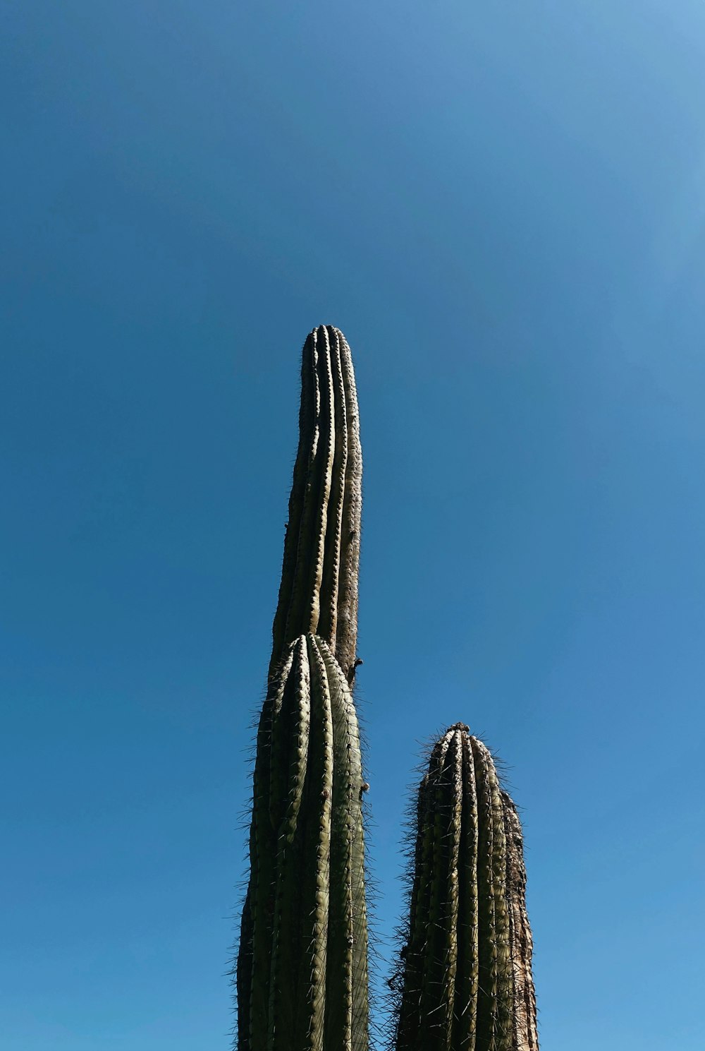 a couple of large cactus standing next to each other