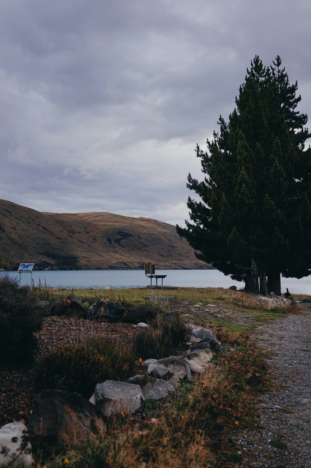 a lone tree sitting on the side of a lake