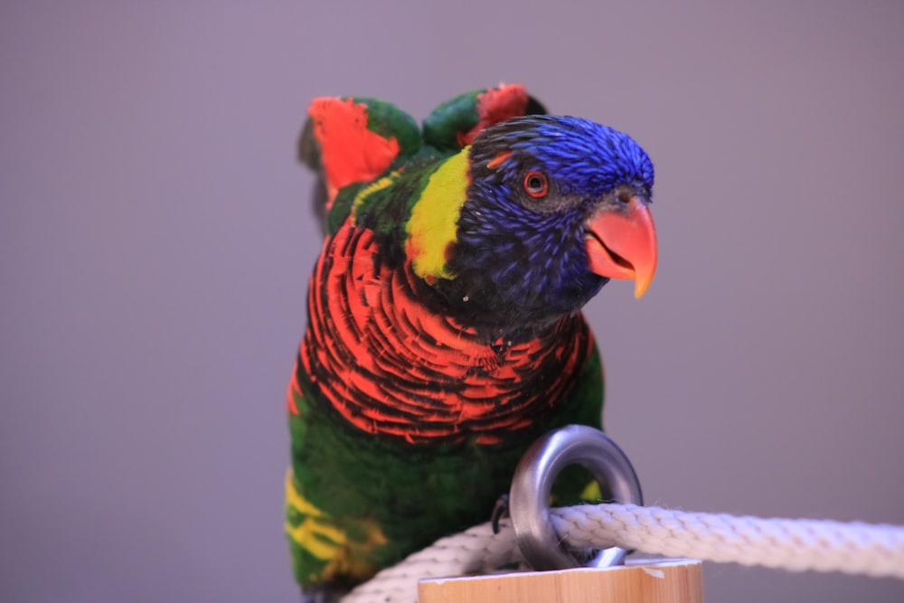 a colorful bird perched on top of a rope