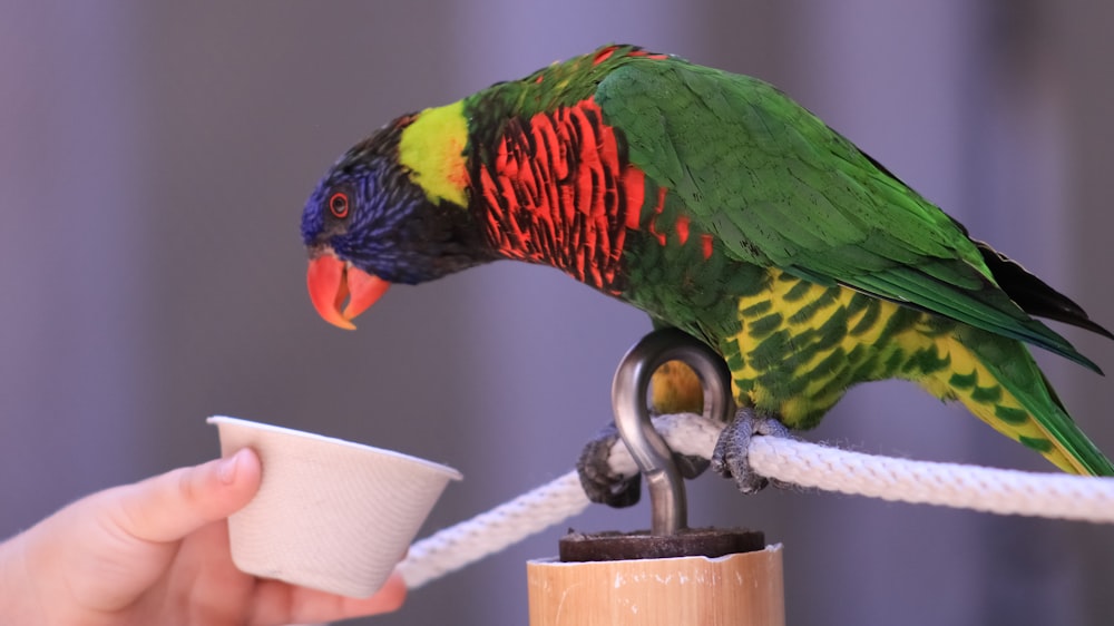 a colorful bird perched on top of a cup