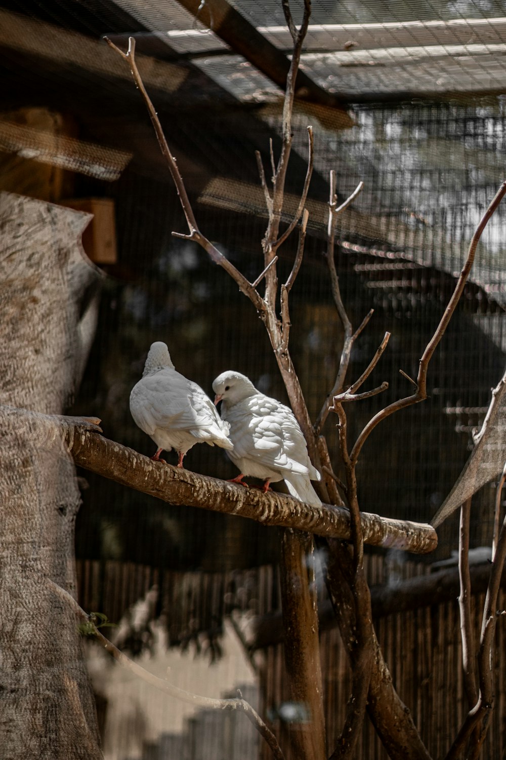 a couple of white birds sitting on top of a tree branch
