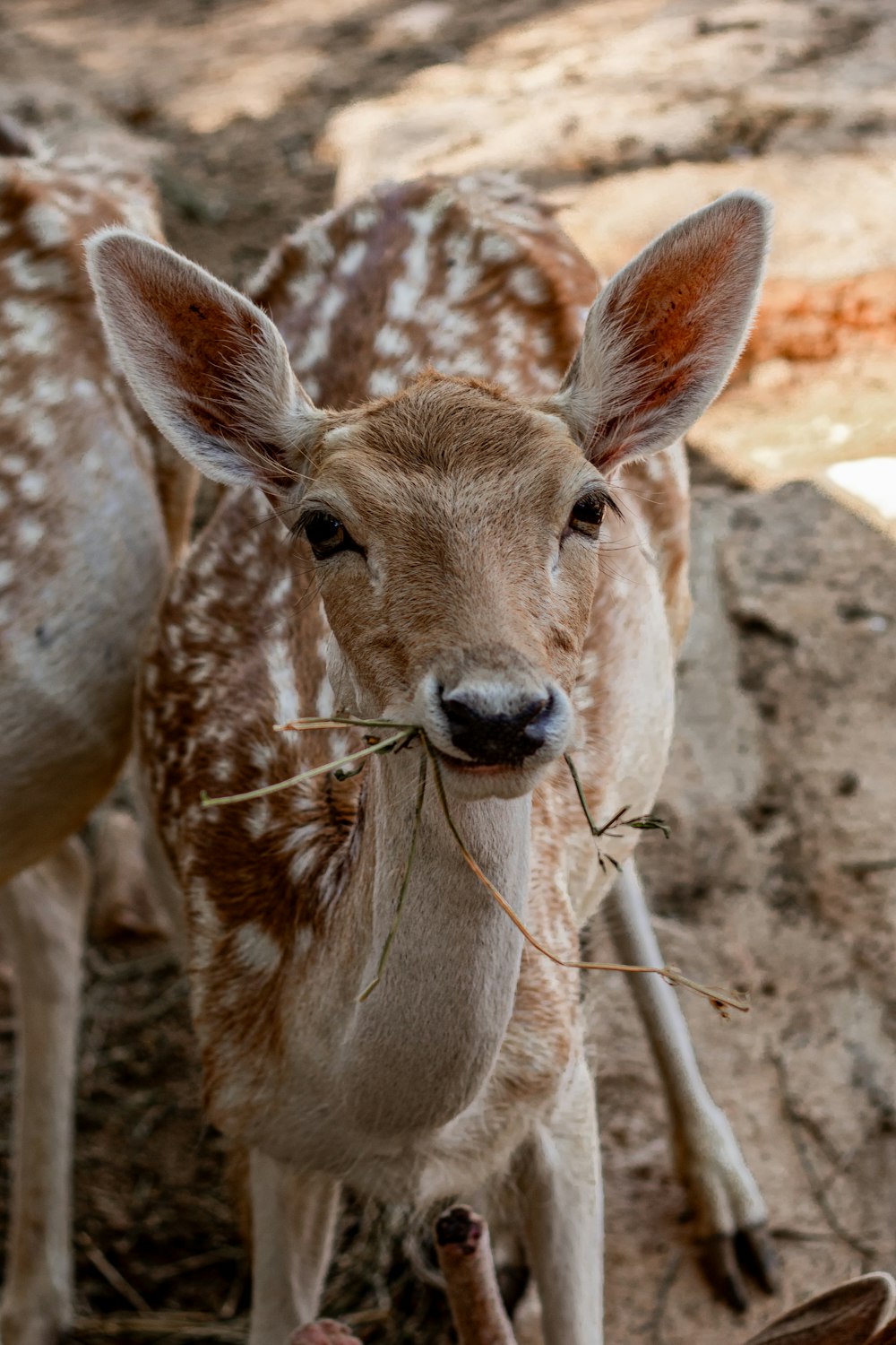 a young deer standing next to an adult deer