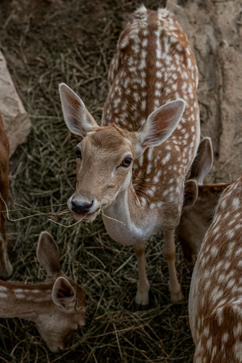 a group of deer standing next to each other