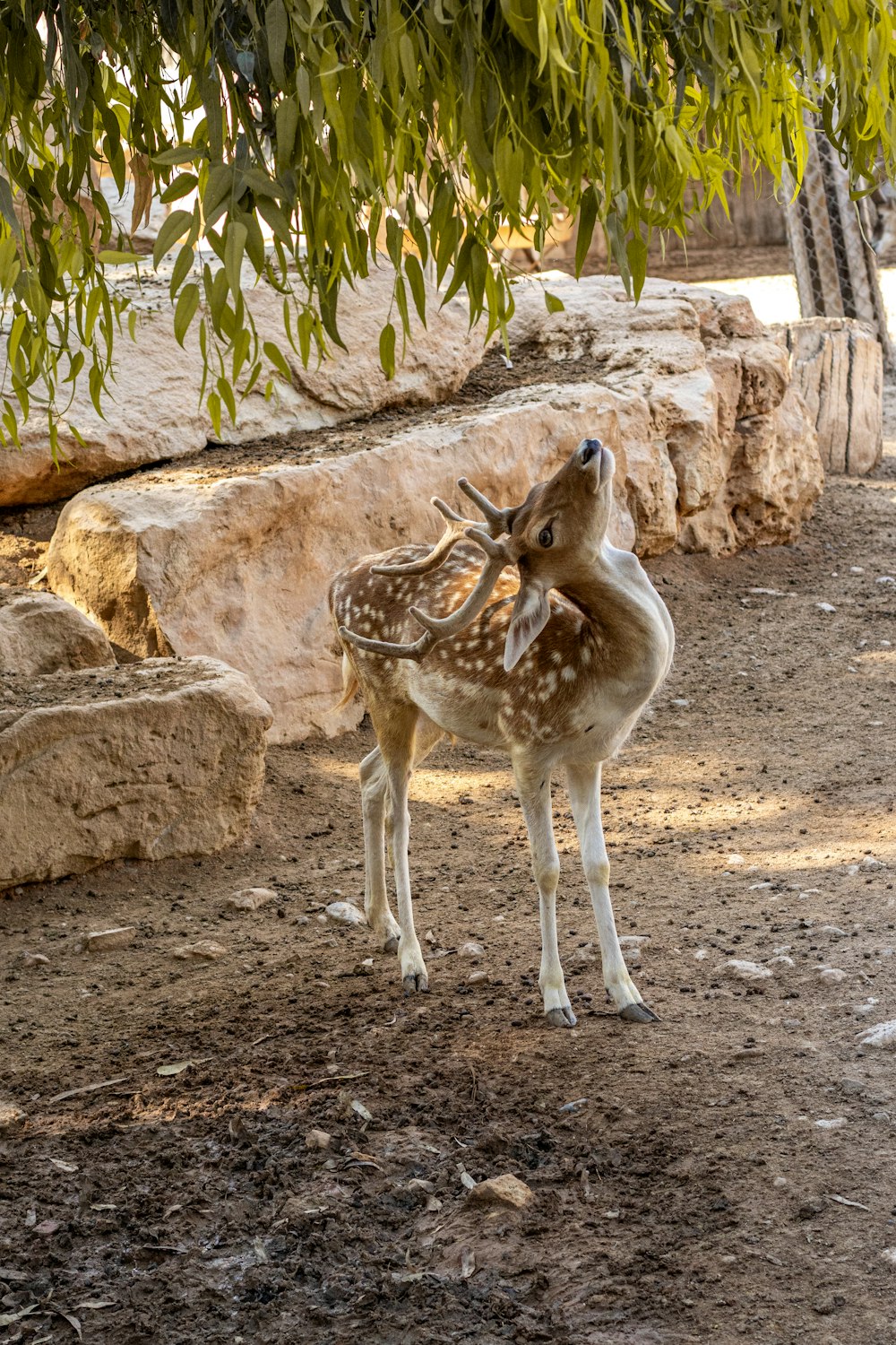 a couple of deer standing on top of a dirt field