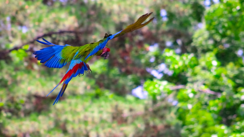 a colorful bird flying through the air with trees in the background