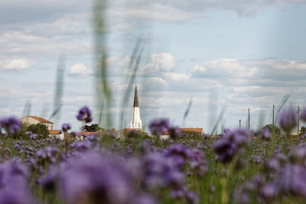 a field of purple flowers with a church in the background