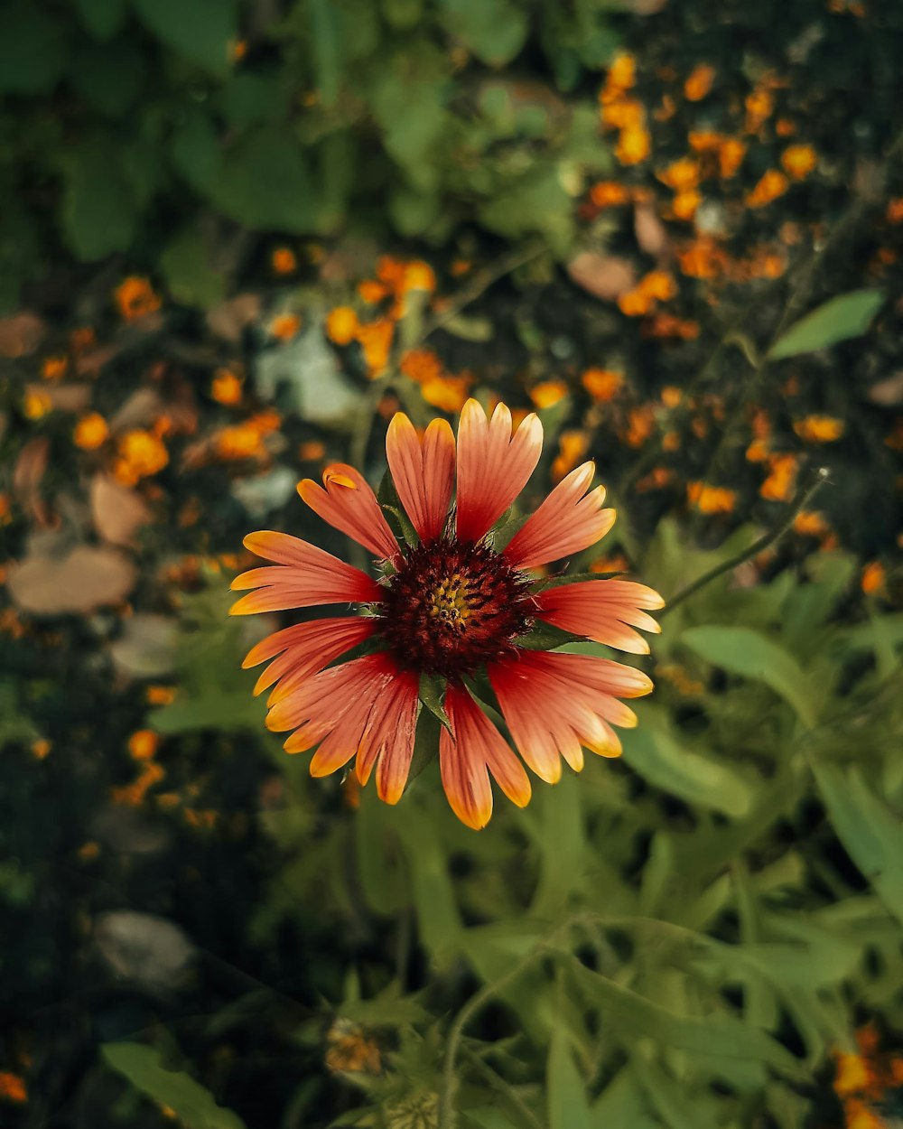 a red and yellow flower in a field of flowers