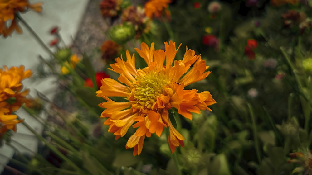 a close up of a yellow flower with other flowers in the background