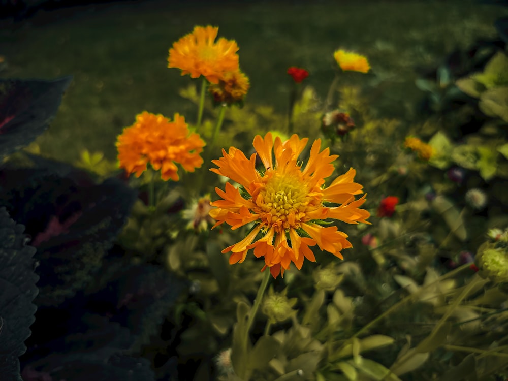 a bunch of flowers that are in the grass