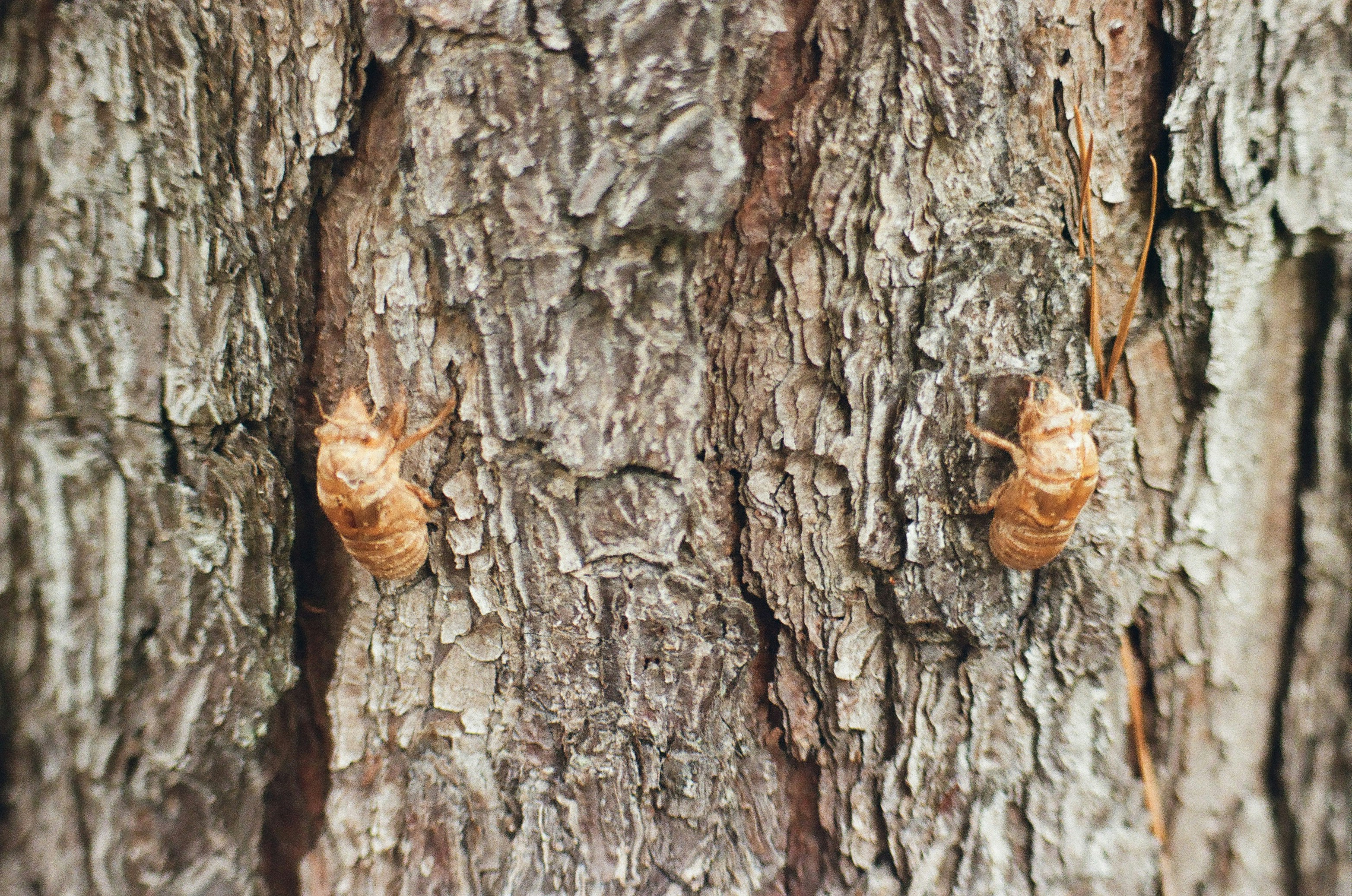 A couple of brown bugs on a tree photo – Free Animal Image on Unsplash