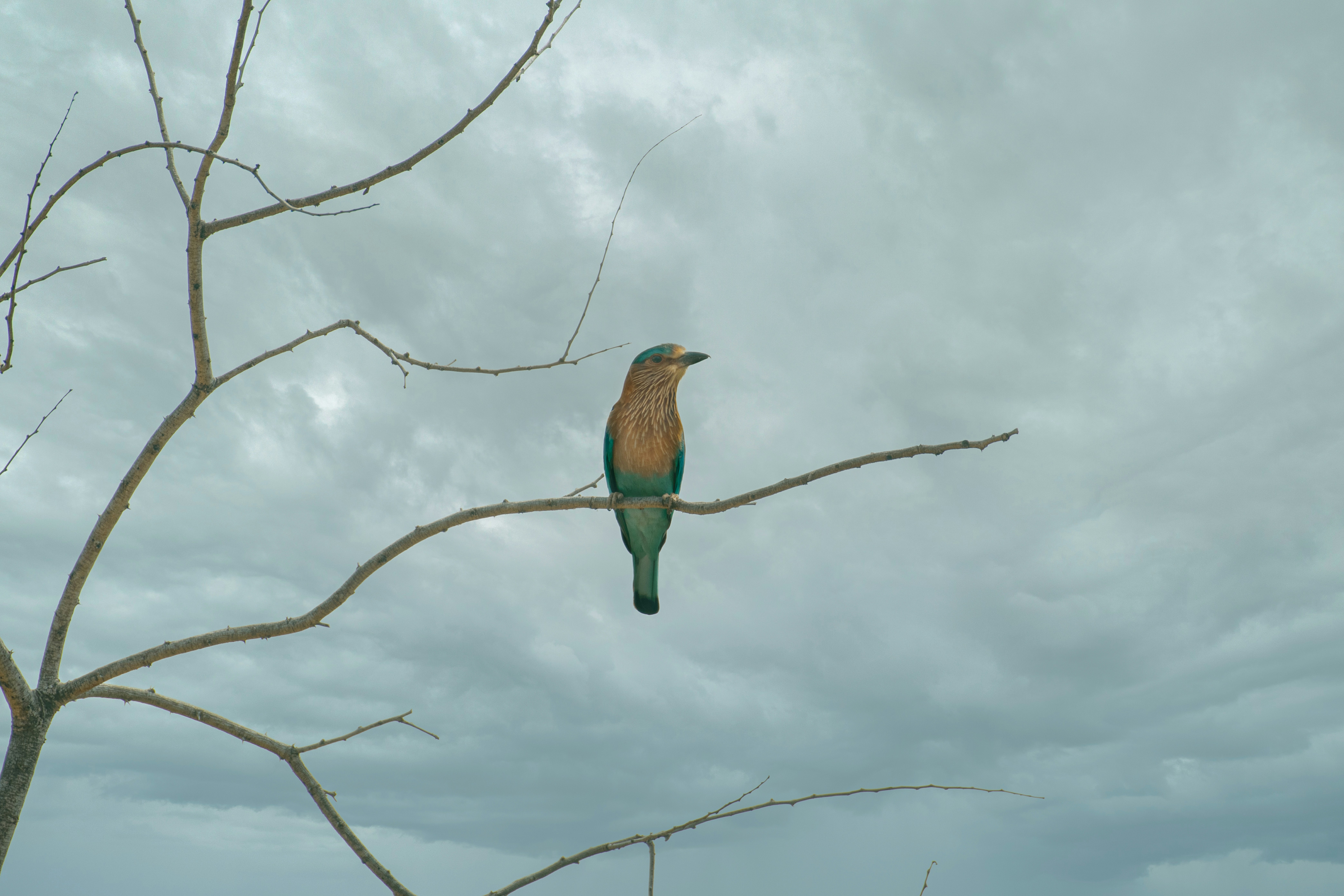 Un oiseau assis au sommet d’une branche d’arbre photo Photo