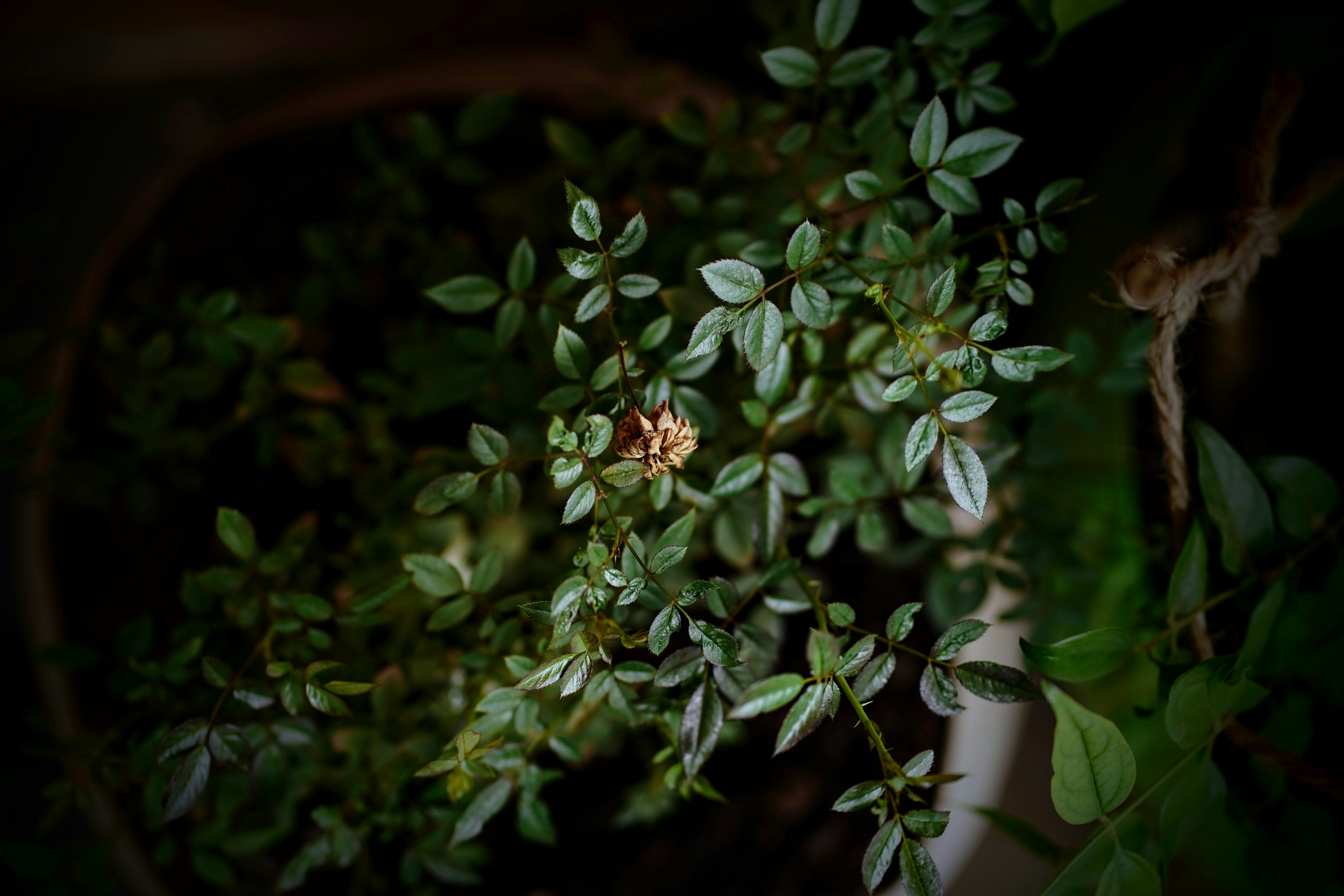 A close up of a plant with green leaves photo Free Greenery Image on Unsplash