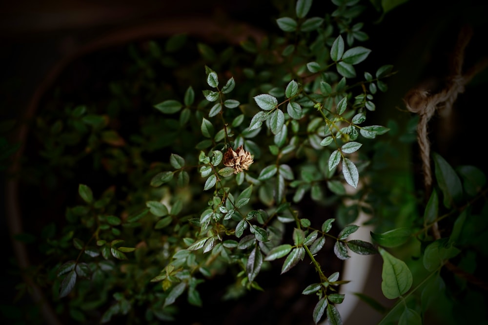 a close up of a plant with green leaves