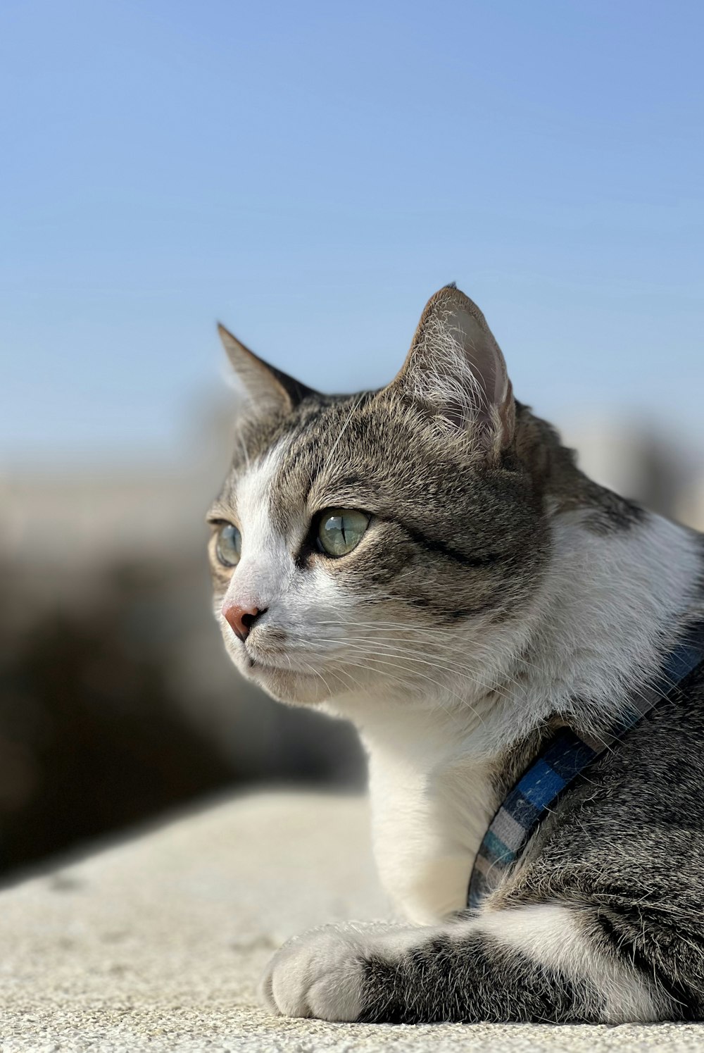 a gray and white cat with a blue collar