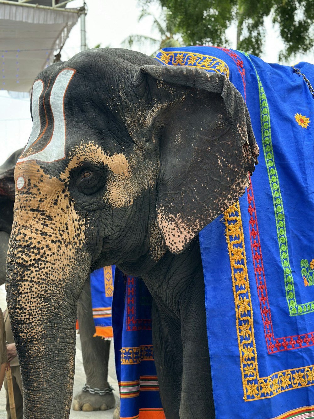 a close up of an elephant wearing a blanket