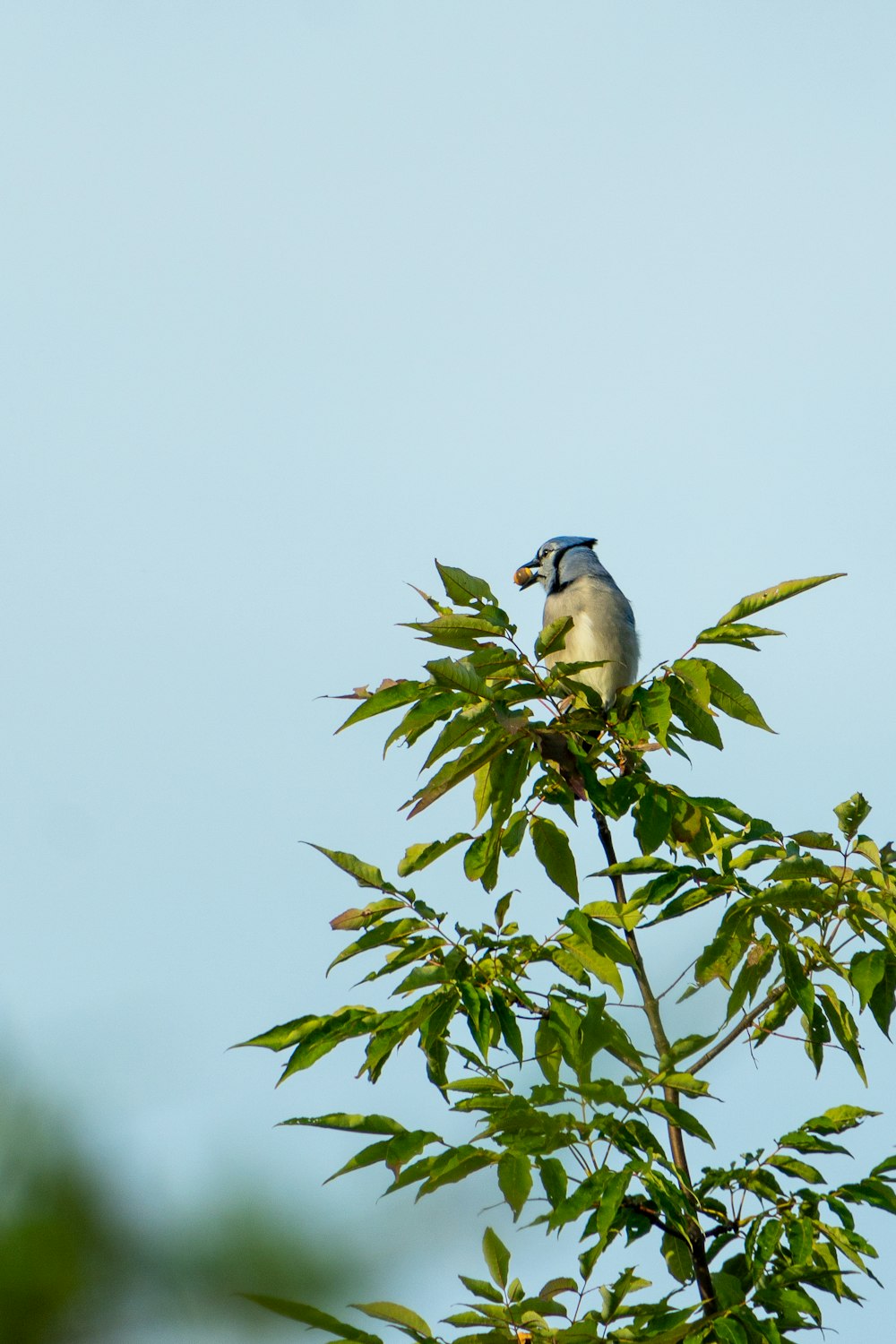 a bird sitting on top of a tree branch