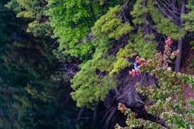 A dense cluster of trees with varying shades of green foliage is captured. A bird, with bright blue and white plumage, is perched atop branches tinged with a mix of green and reddish leaves. The scene suggests a natural, serene environment.
