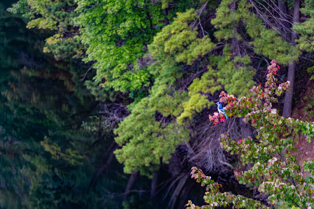 a bird sitting on a tree branch in the middle of a forest