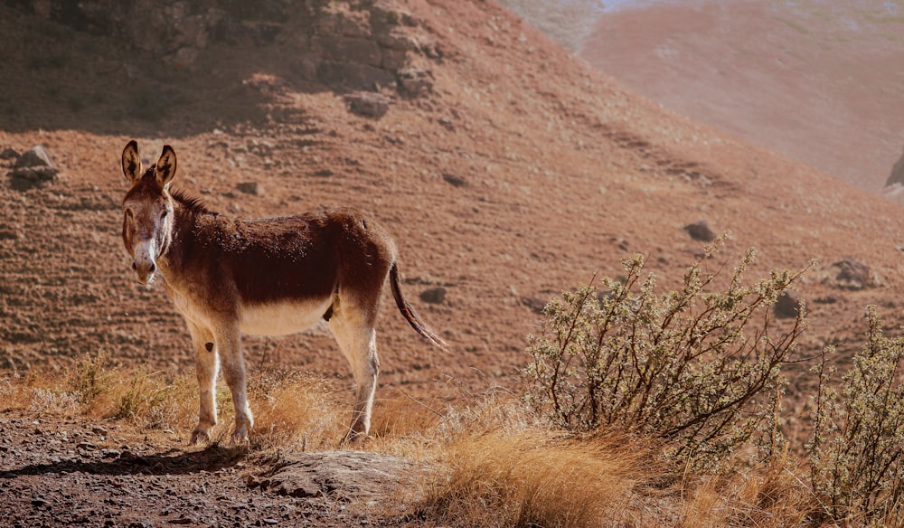 a donkey standing in the middle of a desert