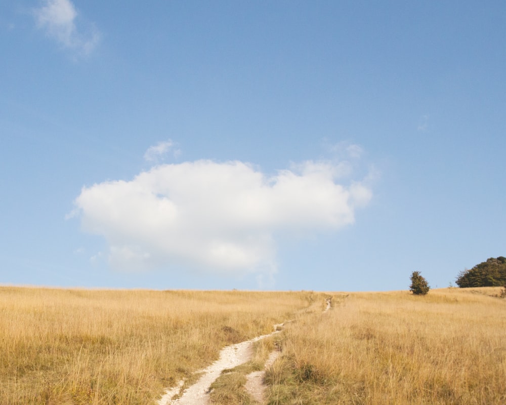 a dirt path in a field with a tree in the distance