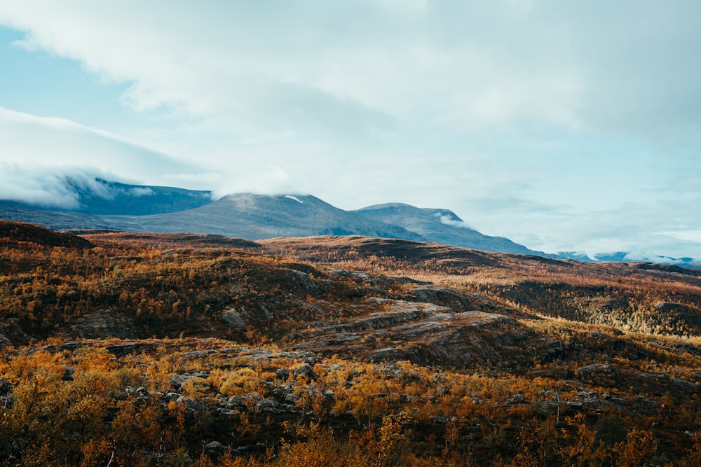 a field with a mountain in the background