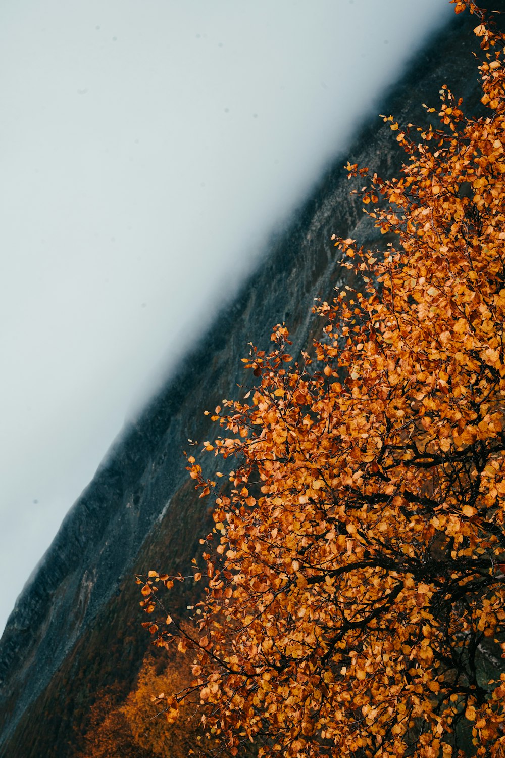 Un árbol con hojas amarillas frente a una montaña